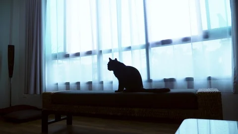 A black cat is lying on a ottoman against the background of a large window with Stock Footage 99631138