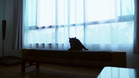 A black cat is lying on a ottoman against the background of a large window with Stock Footage 99631177