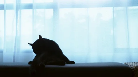 A black cat is lying on a ottoman against the background of a large window with Stock Footage 99631378