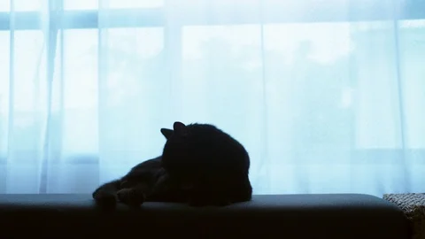 A black cat is lying on a ottoman against the background of a large window with Stock Footage 99631453