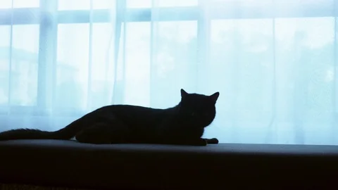 A black cat is lying on a ottoman against the background of a large window with Stock Footage 99631595