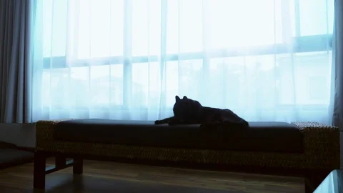 A black cat is lying on a ottoman against the background of a large window with Stock Footage 99631678
