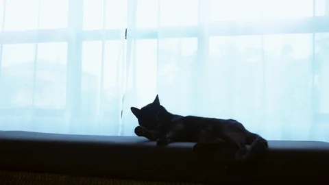 A black cat is lying on a ottoman against the background of a large window with Stock Footage 99631750