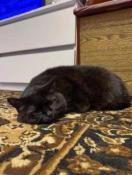 Black cat lying on a patterned carpet Stock Photos