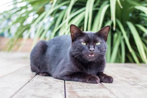 The Black Cat Lying Stock Photos