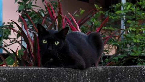 Black cat is lying on the railing. Stock Footage 305817130
