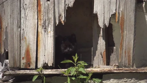 Black cat lying in shadow of a broken planks opening of old barn 스톡 동영상 130884407