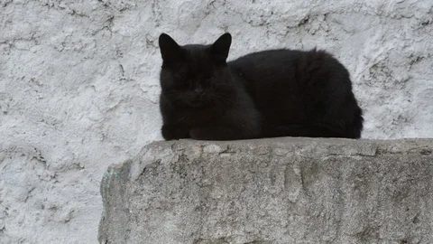 Black cat lying on the stone enjoying the warmth and sun Stock Footage 89416760