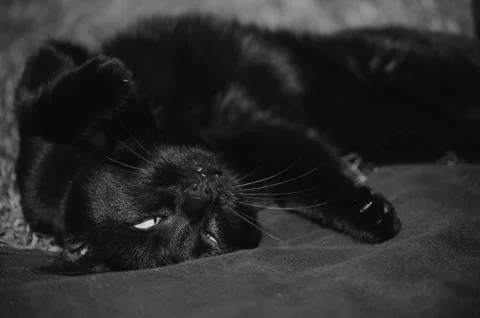 Black cat lying upside down Stock Photos