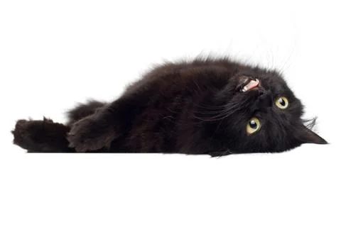 Black cat lying on white Stock Photos