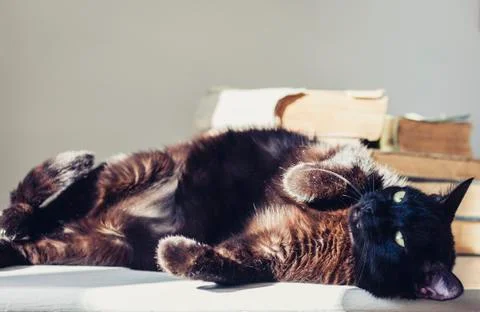 Black cat lying on white table, stack of old books on background. Stock Photos