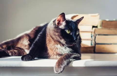 Black cat lying on white table, stack of old books on background. Stock Photos