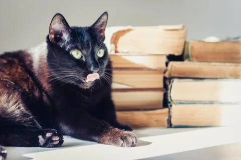 Black cat lying on white table, stack of old books on background. Stock Photos