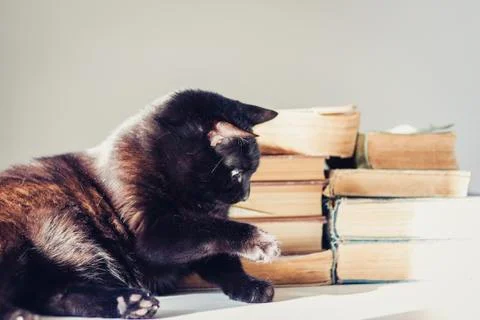 Black cat lying on white table, stack of old books on background. Stock Photos