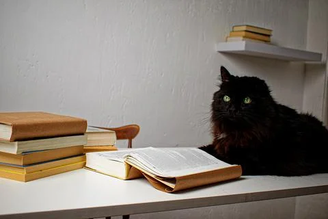 Black cat lying on a white table next to a stack of books. The cat is reading Stock Photos