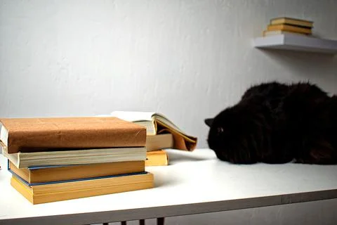 Black cat lying on a white table next to a stack of books. Stock Photos