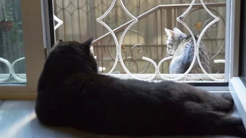 Black cat lying on the windowsill and looks at the cat outside the window Stock Footage 121634436