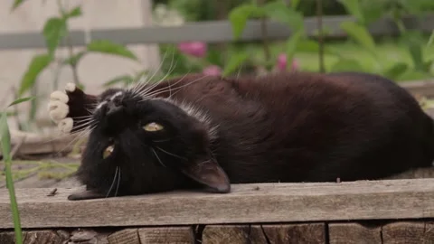 The black cat is lying on a wooden surface, washing, tumbling, hunting Stock Footage 165648044