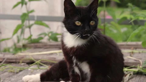 The black cat is lying on a wooden surface, washing, tumbling, hunting Stock Footage 165648066
