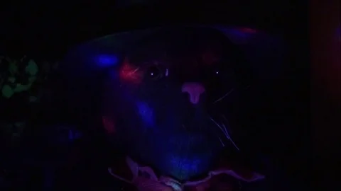 Black Cat Man With Lighting Effects Extreme Up-Close Stock Footage 81165403