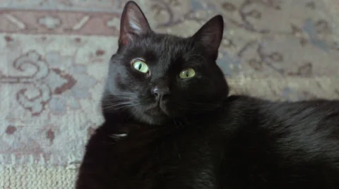 Black Cat on the mat Stock-Footage 28263094