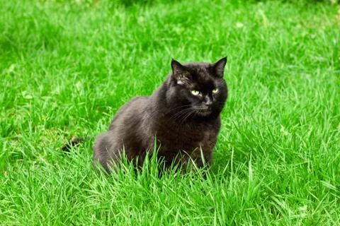 Black cat in a meadow Stock Photos
