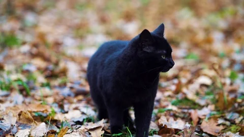 Black cat meowing in autumn park Stock Footage