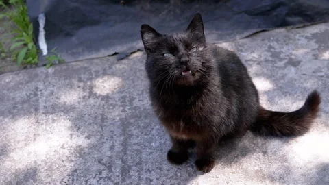 Black Cat Meowing Stock-Footage 293200359