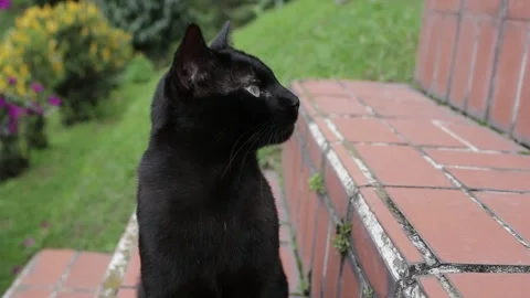 Black cat mid shot Stock Footage 323887472