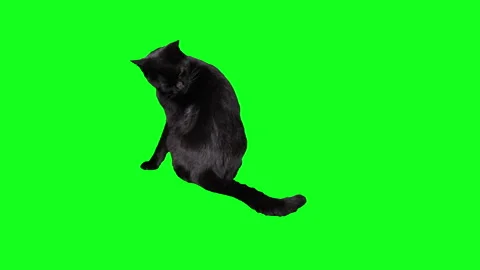 Black cat moving his tail on a green scr... | Stock Video | Pond5