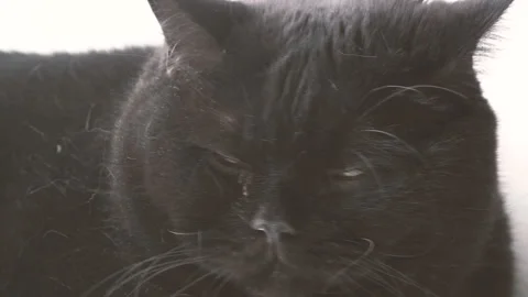 Black cat. Muzzle of a black cat Stock Footage 100078816