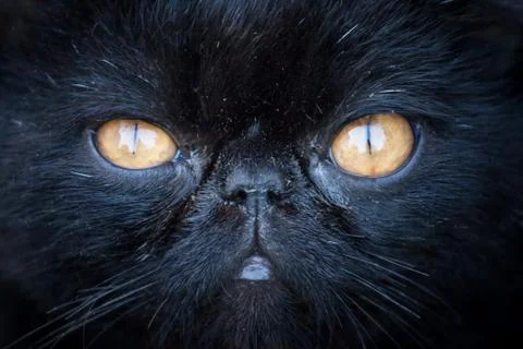 Black cat muzzle Stock Photos