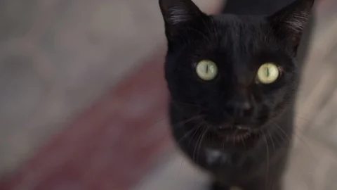 Black cat muzzle when he says meow close up in slow motion Stock Footage