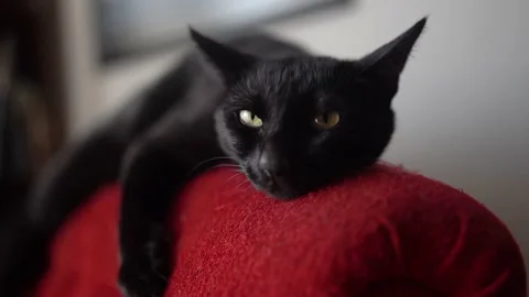 Black cat is napping Stock Footage 180980623