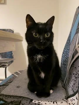 Black Cat in a Natural Setting Stock-Fotos