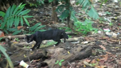 Black cat in the nature Stock Footage 268391597