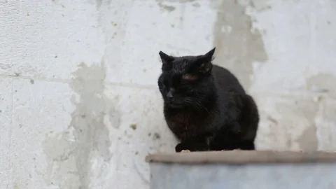 Black cat near wall Stock Footage 71654334