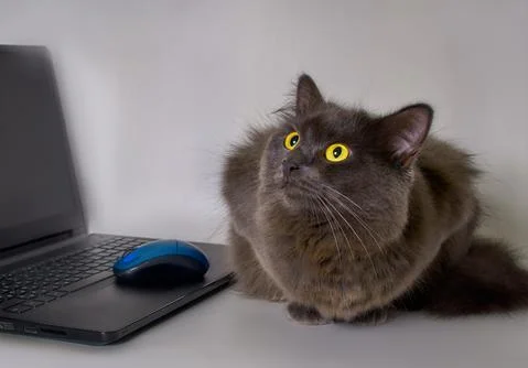 Black cat Nebelung with a computer on the table in the home office Stock Photos