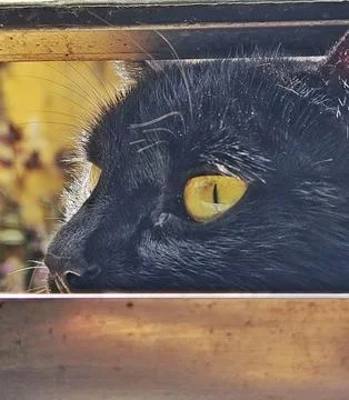 Black Cat Observing from Outside Stock Photos