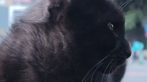 Black cat observing surroundings through window Stock-Footage 308036069