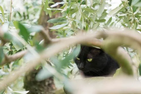 Black cat on olive tree Stock Photos