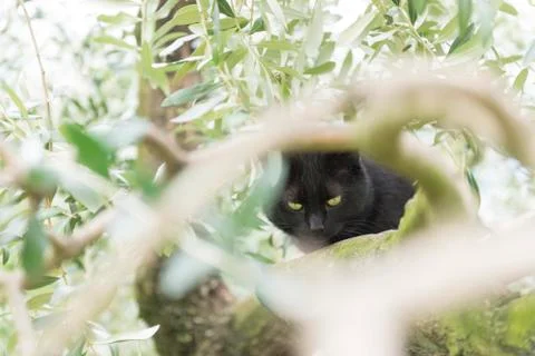 Black cat on olive tree Stock Photos