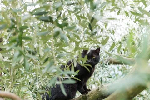 Black cat on olive tree Stock Photos