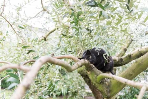 Black cat on olive tree Foto stock