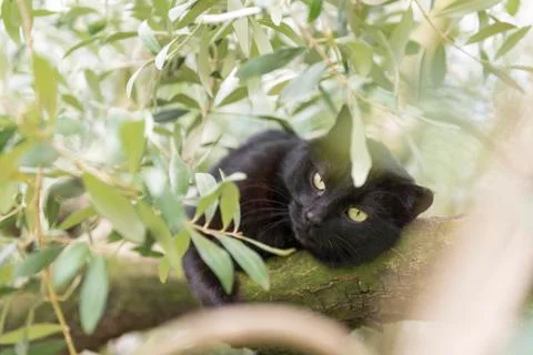 Black cat on olive tree Stock Photos