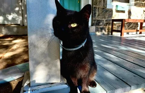 Black Cat with One Eye Open Stock Photos