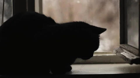 Black Cat At The Open Window. Snow Outside The Window Stock Footage 49324735