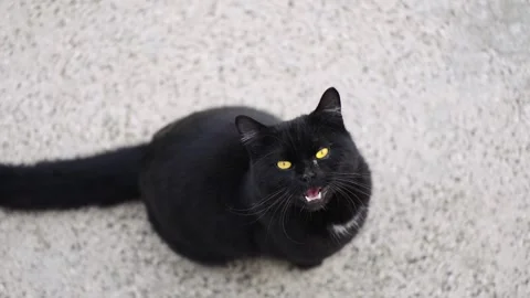 Black cat with orange eyes look at you, slow motion Stock Footage 330048890