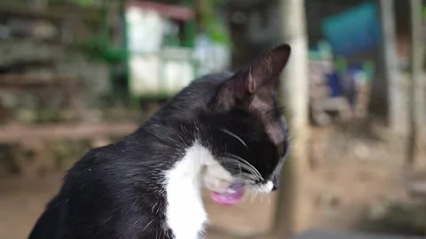 Black cat in outdoor Stock Footage 275871621