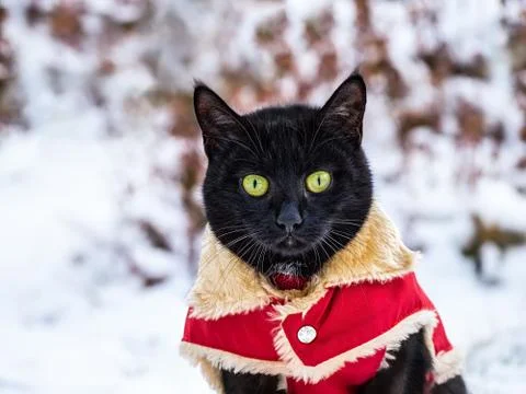 Black cat is outdoor in snow Stock Photos